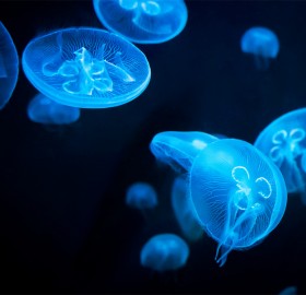 jellyfish at night