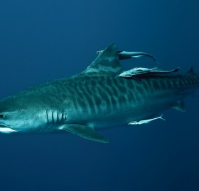 tiger shark in deep blue sea