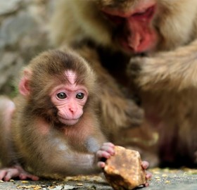 one month old baby monkey