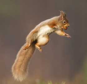 a red squirrel jumps