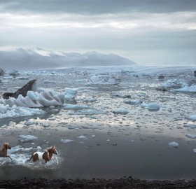 horses of iceland lagoon