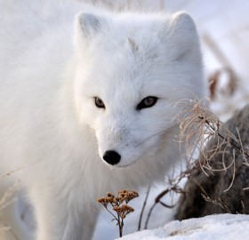 look of the arctic fox