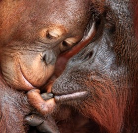 orangutan with baby