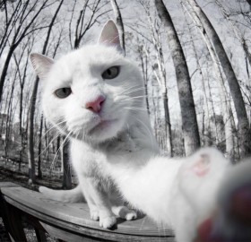 The Amazing World Of Cats In Photography