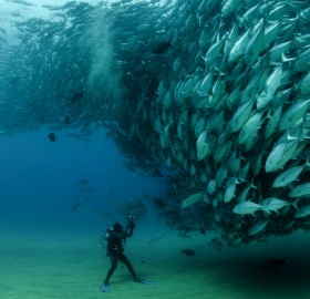 diver in front of thousands of fish