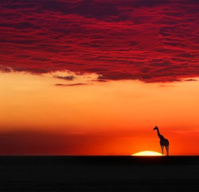 giraffe in sunset harmony