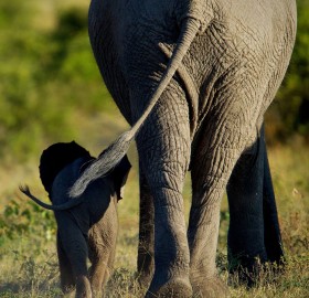 elephant mom and calf