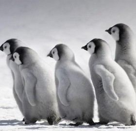 emperor penguin chicks, antarctica