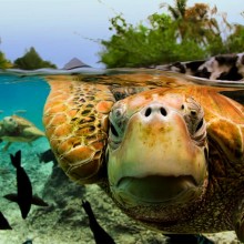 The Amazing World Of Turtles In Photography