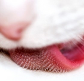 incredible macro, cats tongue