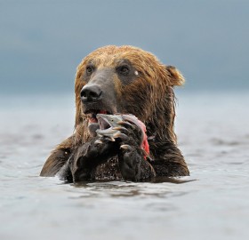 kamchatka brown bear catches lunch
