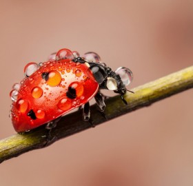 ladybug caught in the rain
