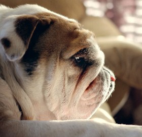 sad bulldog puppy