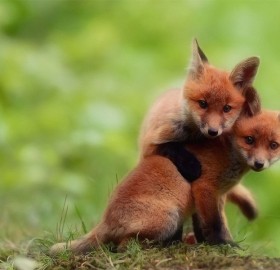 two cute baby fox brothers