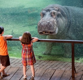 underwater hippo and kids