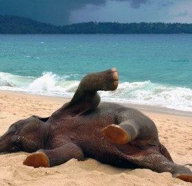 young elephant playing at the beach