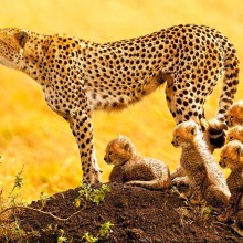 african cheetah family