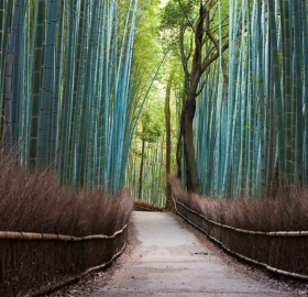 bamboo forest, japan