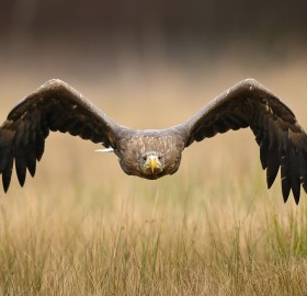 big and majestic eagle