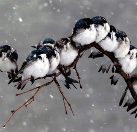 birds on a branch during a snowstorm