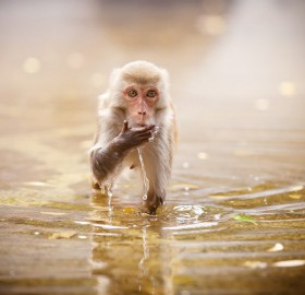 cute monkey takes a sip