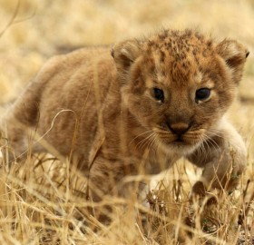 cute sneaky lion cub