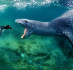 leopard seal goes for penguin