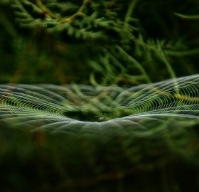 perfection of the spider web