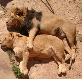 sleep tight my love, lion edition