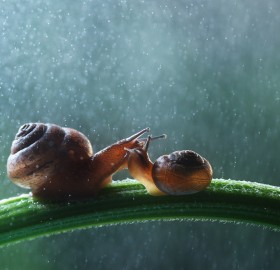 snail family under the rain