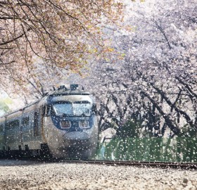 train going through blossom