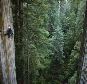 750 years old sequoia tree