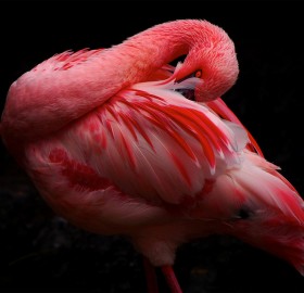 beautiful pink flamingo