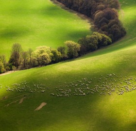 fields of slovakia