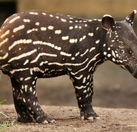 baby malayan tapir