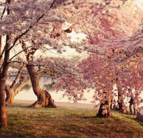 cherry blossom, washington DC