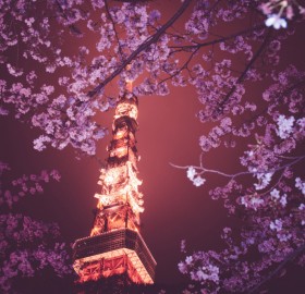 cherry blossoms and tokyo tower at night