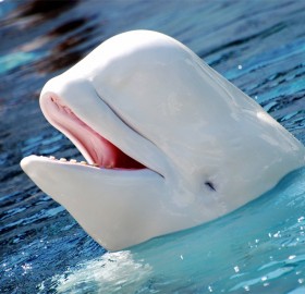 happy beluga whale