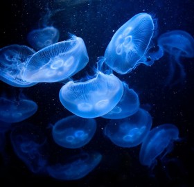 jellyfish gathering under the deep blue sea