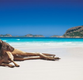kangaroo chilling on the beach