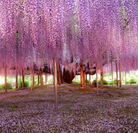 most beautiful wisteria tree in the world