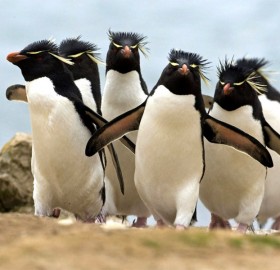 penguin gang