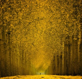 splendid yellow forest
