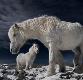 white wild horses, iceland