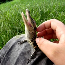 baby alligator enjoys back scratches