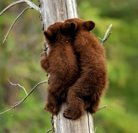 black bear cubs climbing a tree