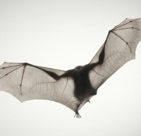 elegance of a bat