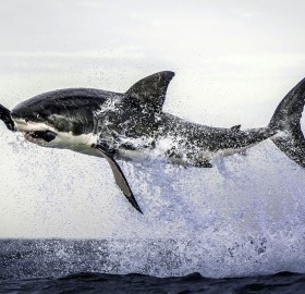 great white shark leaps out of the water