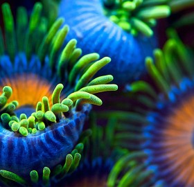 the colors of the reef