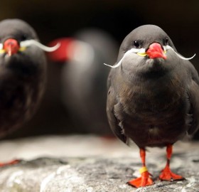 the inca tern, birds with mustaches